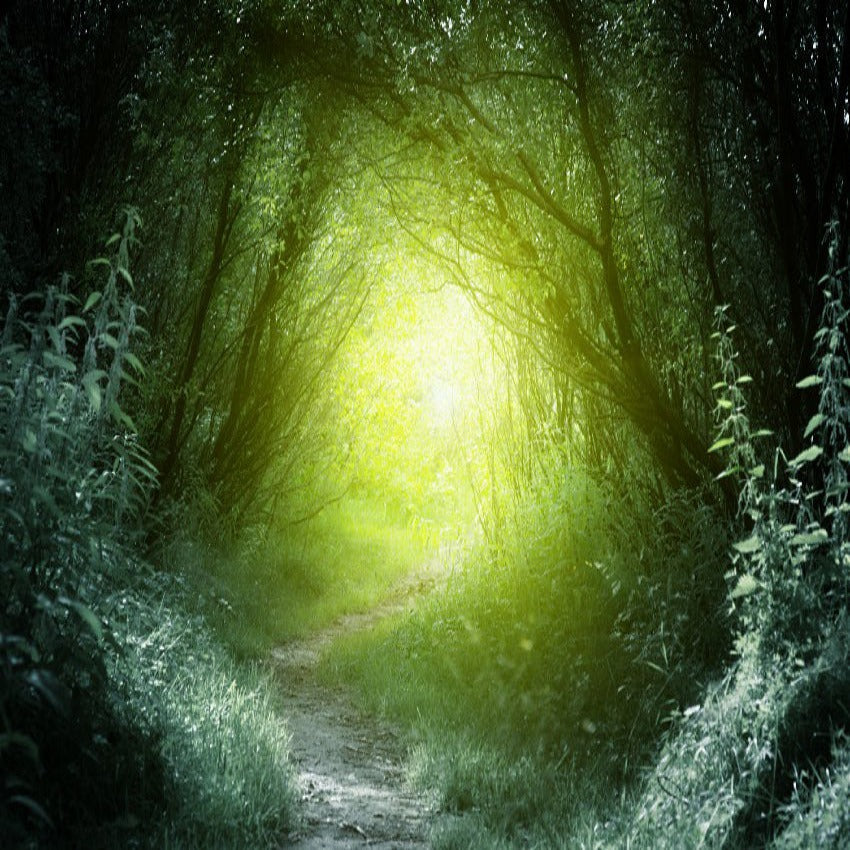 Mgical Deep Forest Photo Booth Backdrop