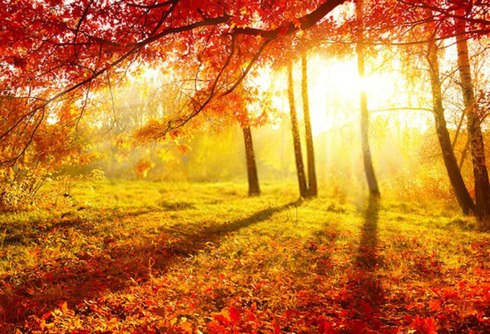 Fall Yellow Forest Photography Backdrop