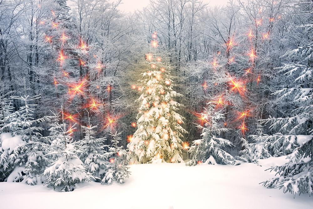 Winter Snow Scenery Forest Photography Backdrop DBD-H19153