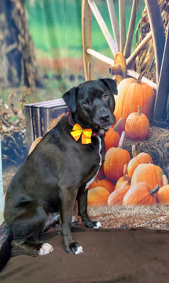 Autumn Farm Pumpkin Backdrops for Party Photography G-027