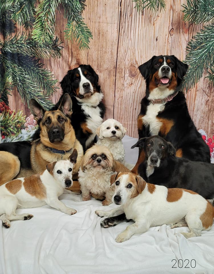 Snow Wood Floor Christmas Photography Backdrops DBD-19319