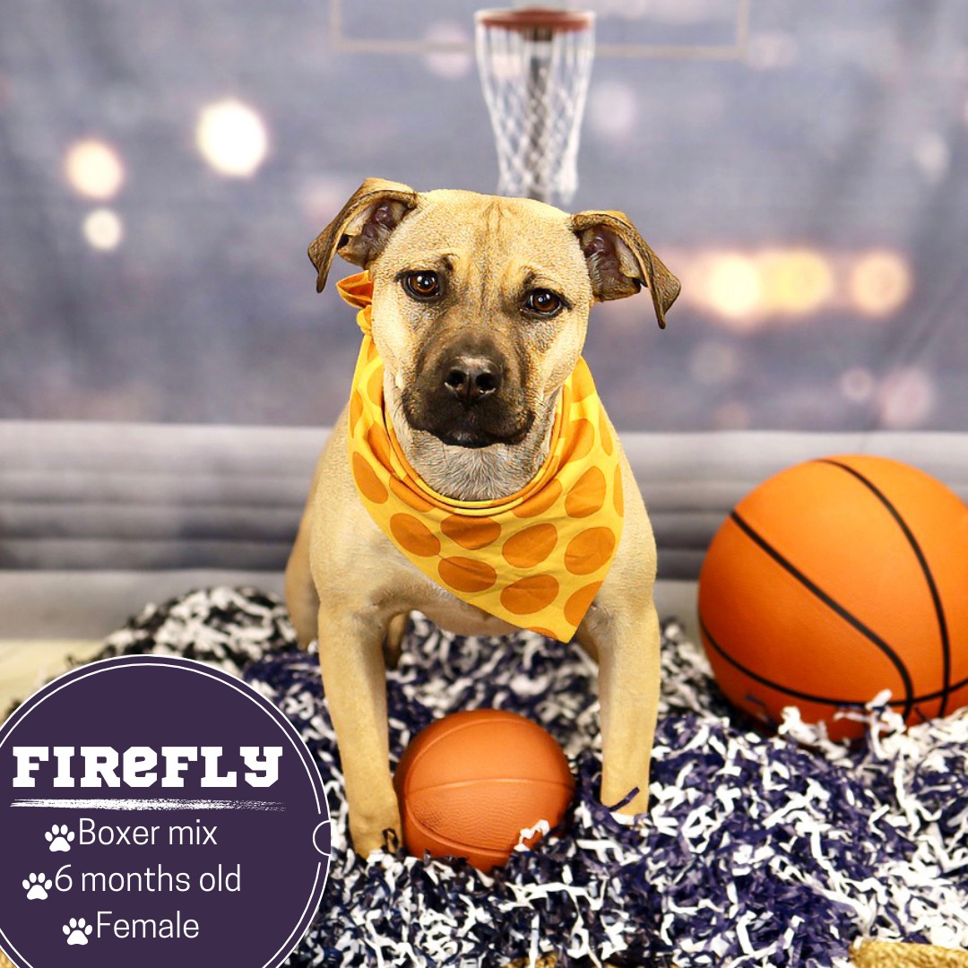 Basketball Court Indoor Photography Sports Club Studio Photo Backdrop J04311