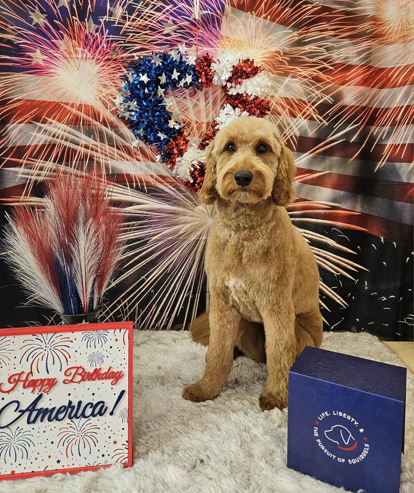 Firework American Flag 4th of July Backdrop M6-20