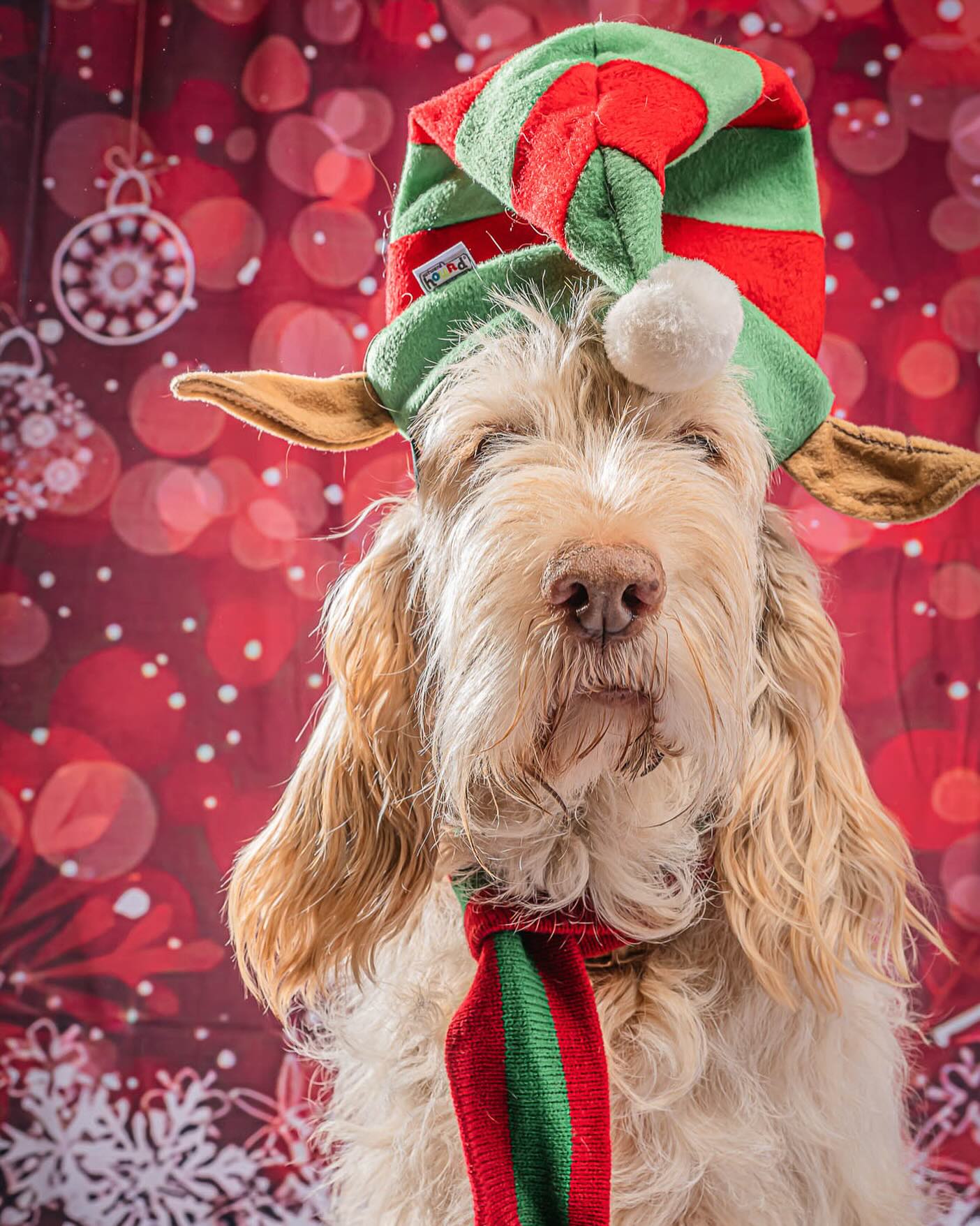 Christmas Tree Snowflake Red Bokeh Backdrop for Photography L-858