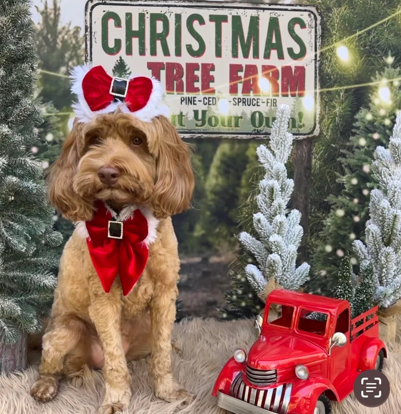 Christmas Tree Farm String Lights Backdrop for Photography D830