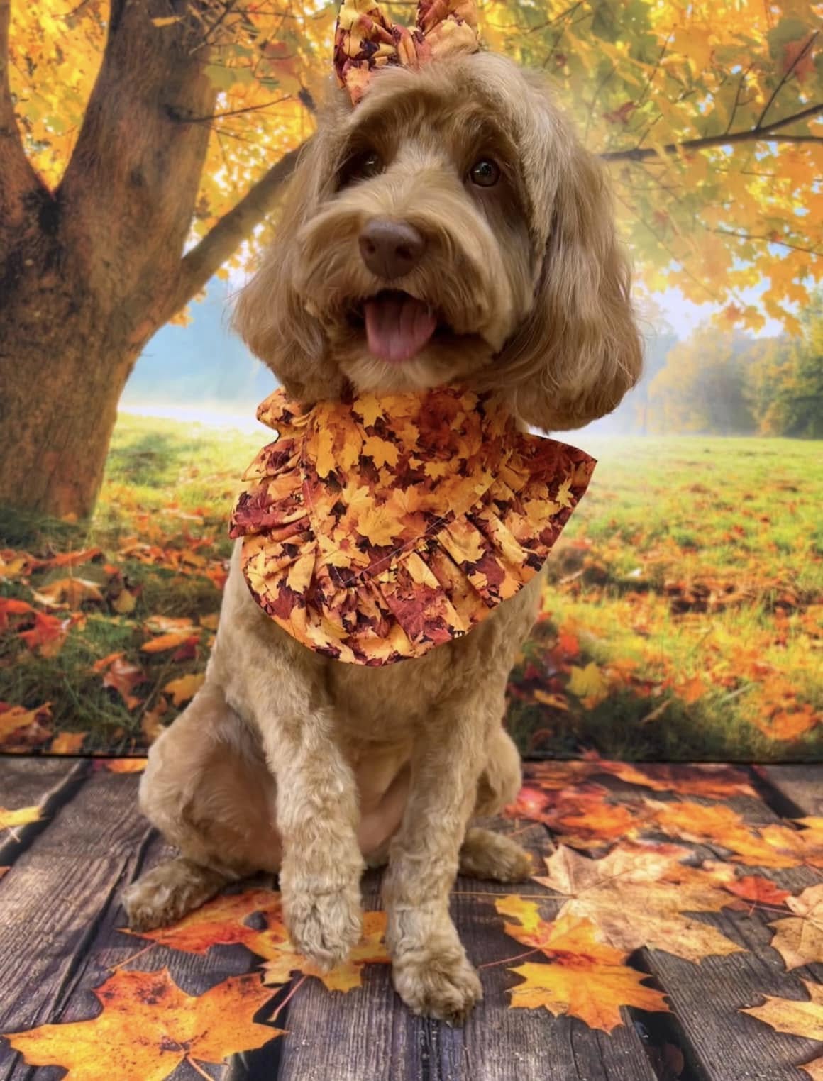 Maple Leaves on Wooden Floor Autumn Backdrop M6-98
