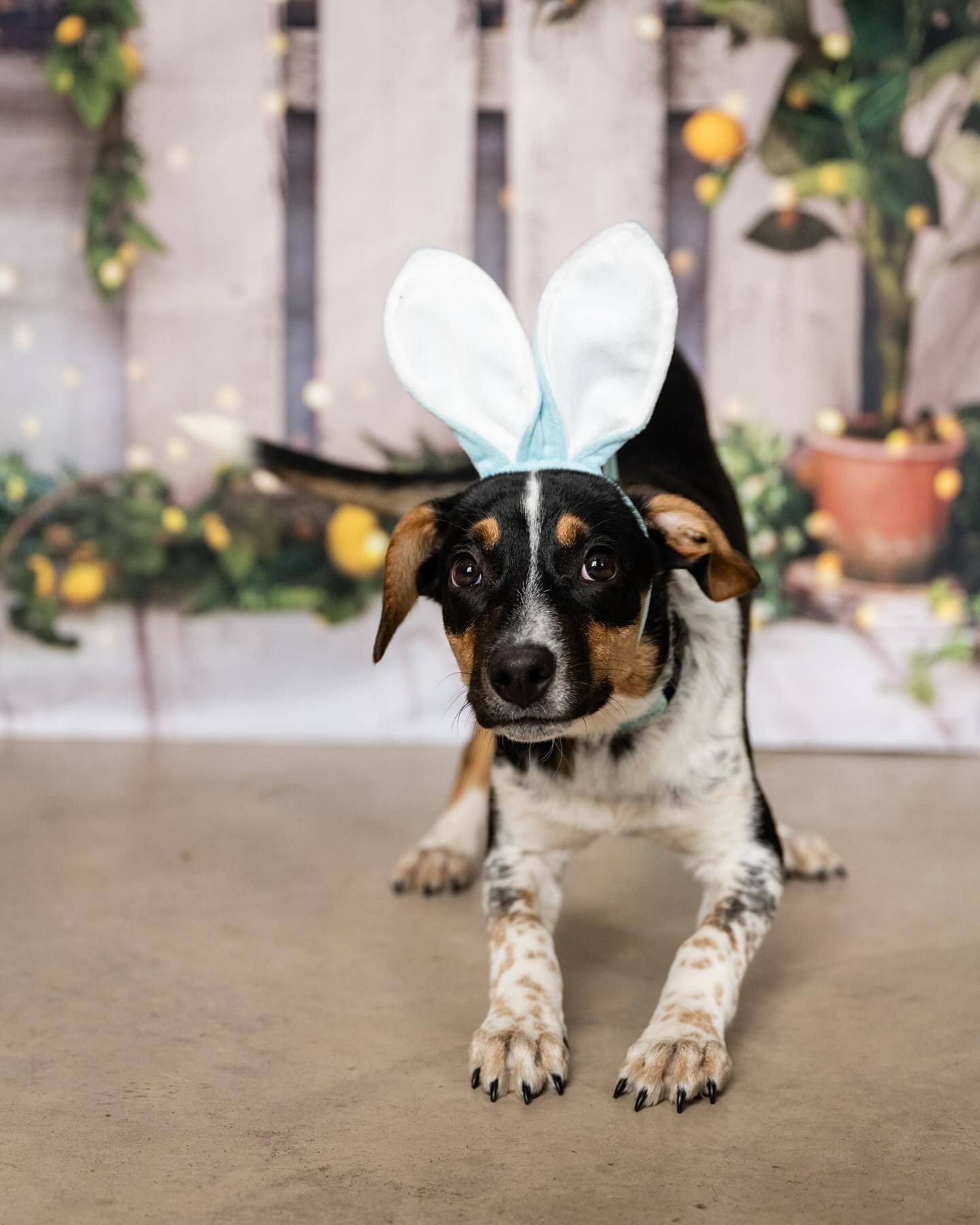 Spring Summer Lemon Tree Barn Backdrop D1061