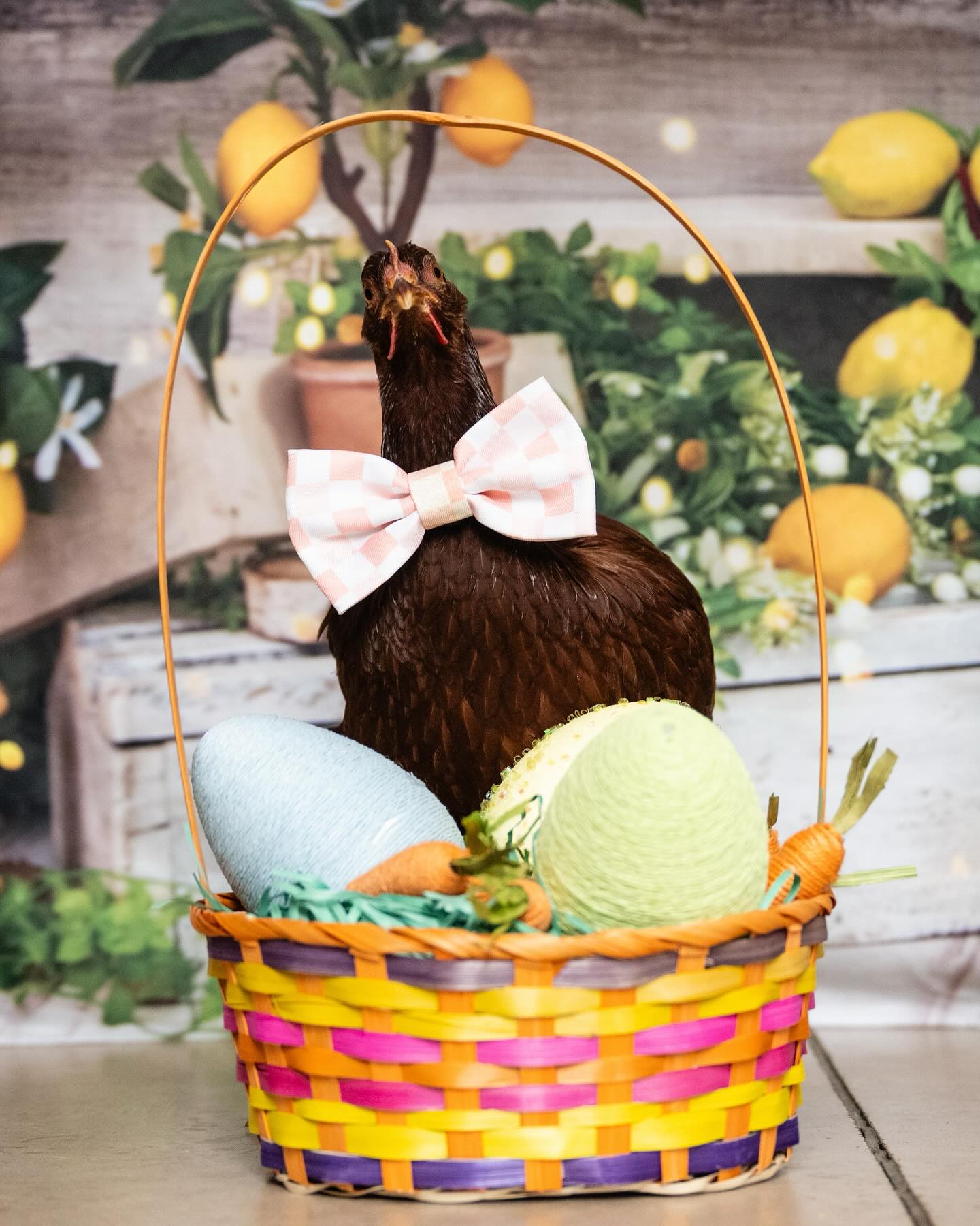 Spring Summer Lemon Tree Barn Backdrop D1061