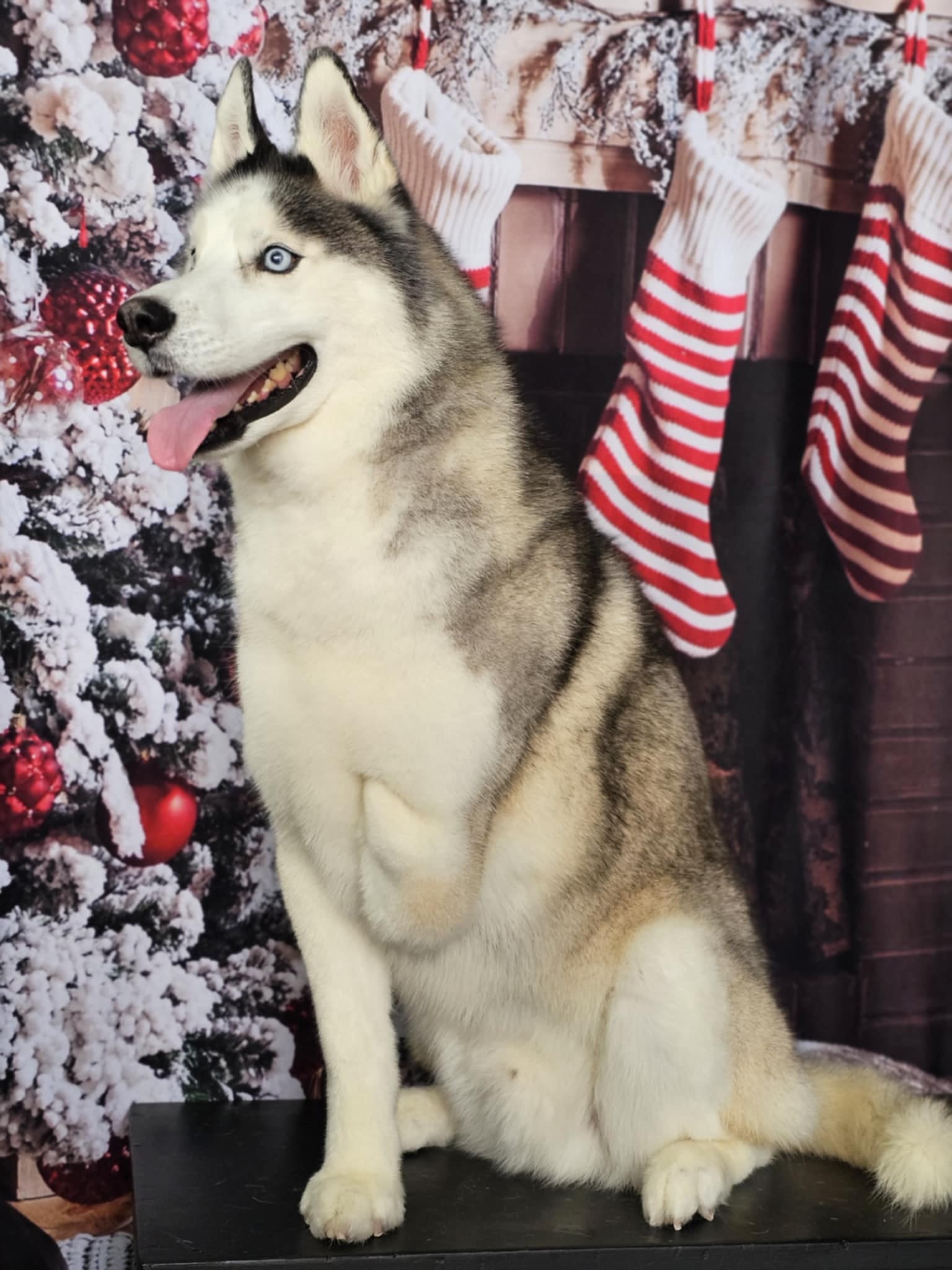 Christmas Tree Fireplace Decoration Backdrop For Photo Shoot KAT-63