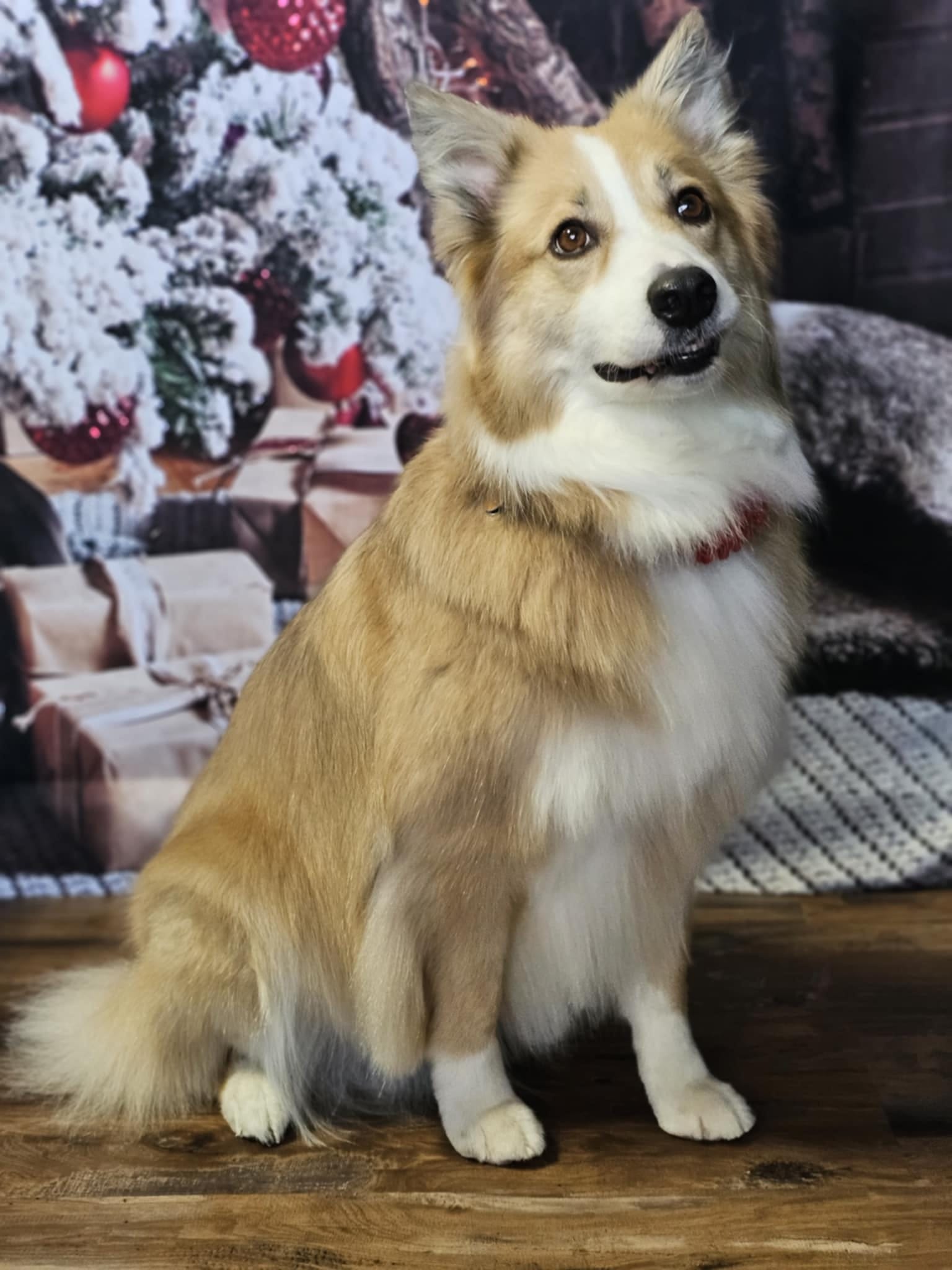 Christmas Tree Fireplace Decoration Backdrop For Photo Shoot KAT-63