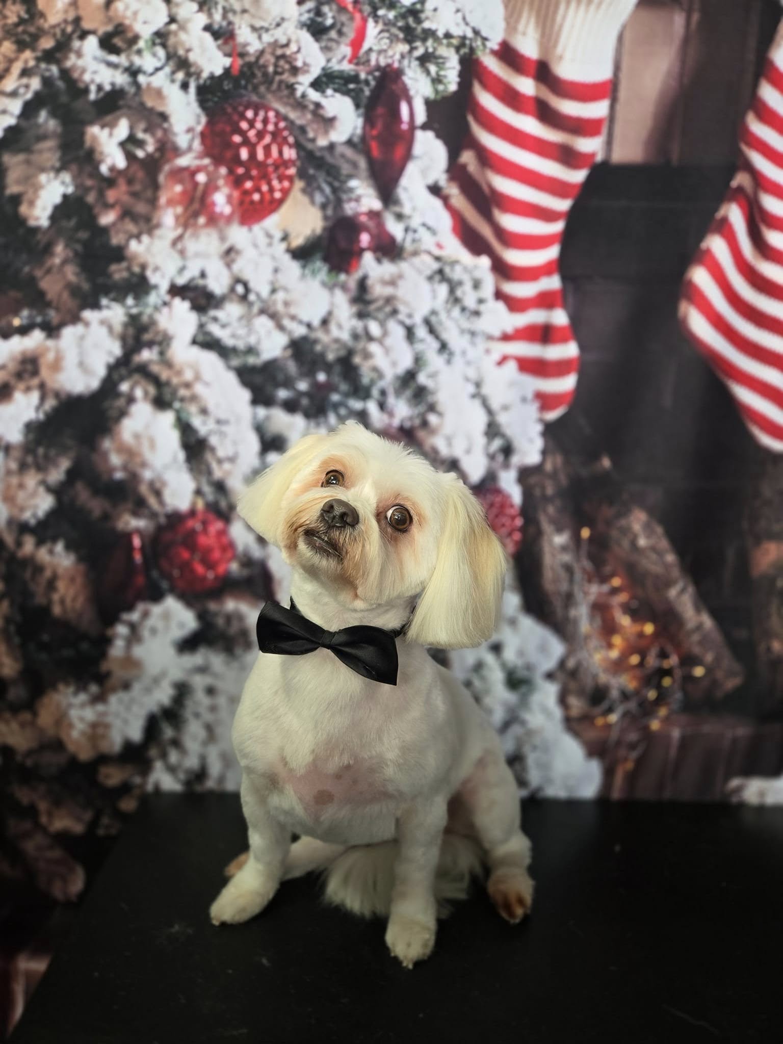 Christmas Tree Fireplace Decoration Backdrop For Photo Shoot KAT-63