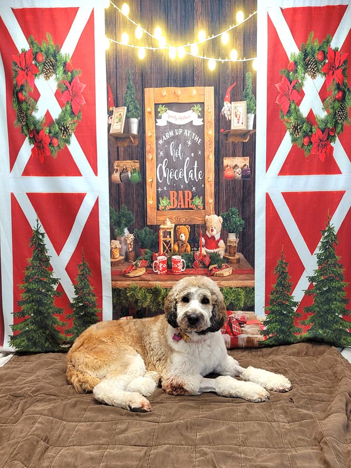 Fir Tree Wreath Christmas Hot Chocolate Backdrop D932
