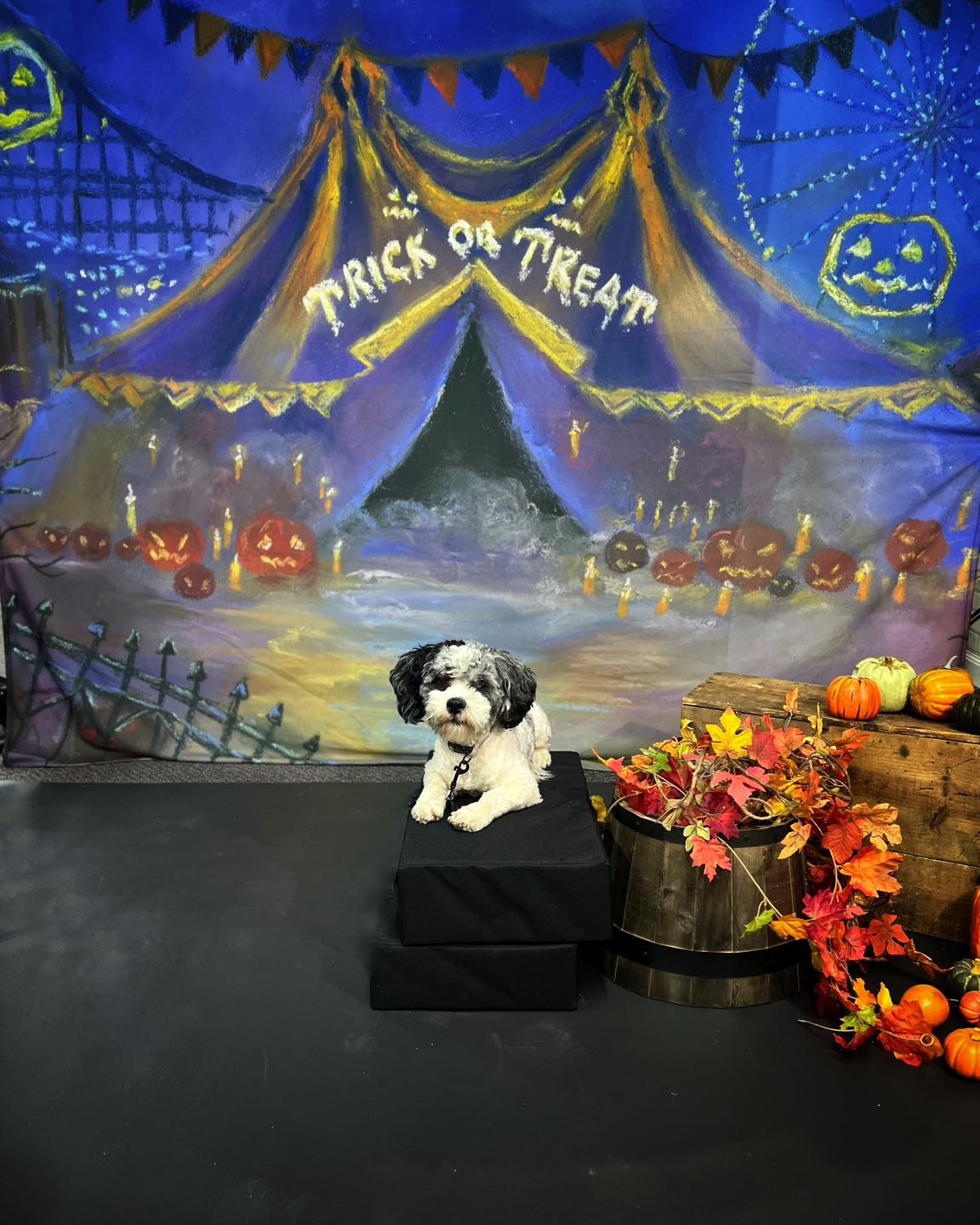 Halloween Backdrop Carnival Tent Pumpkins Moon Halloween Photo Backdrop MRR9-102