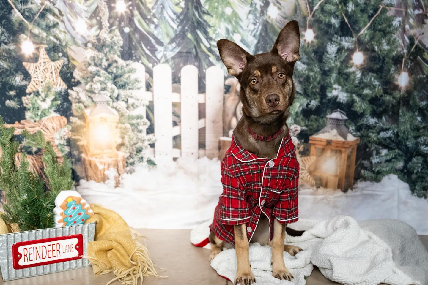 Snowy Forest Elk Christmas Photography Backdrop M6-90