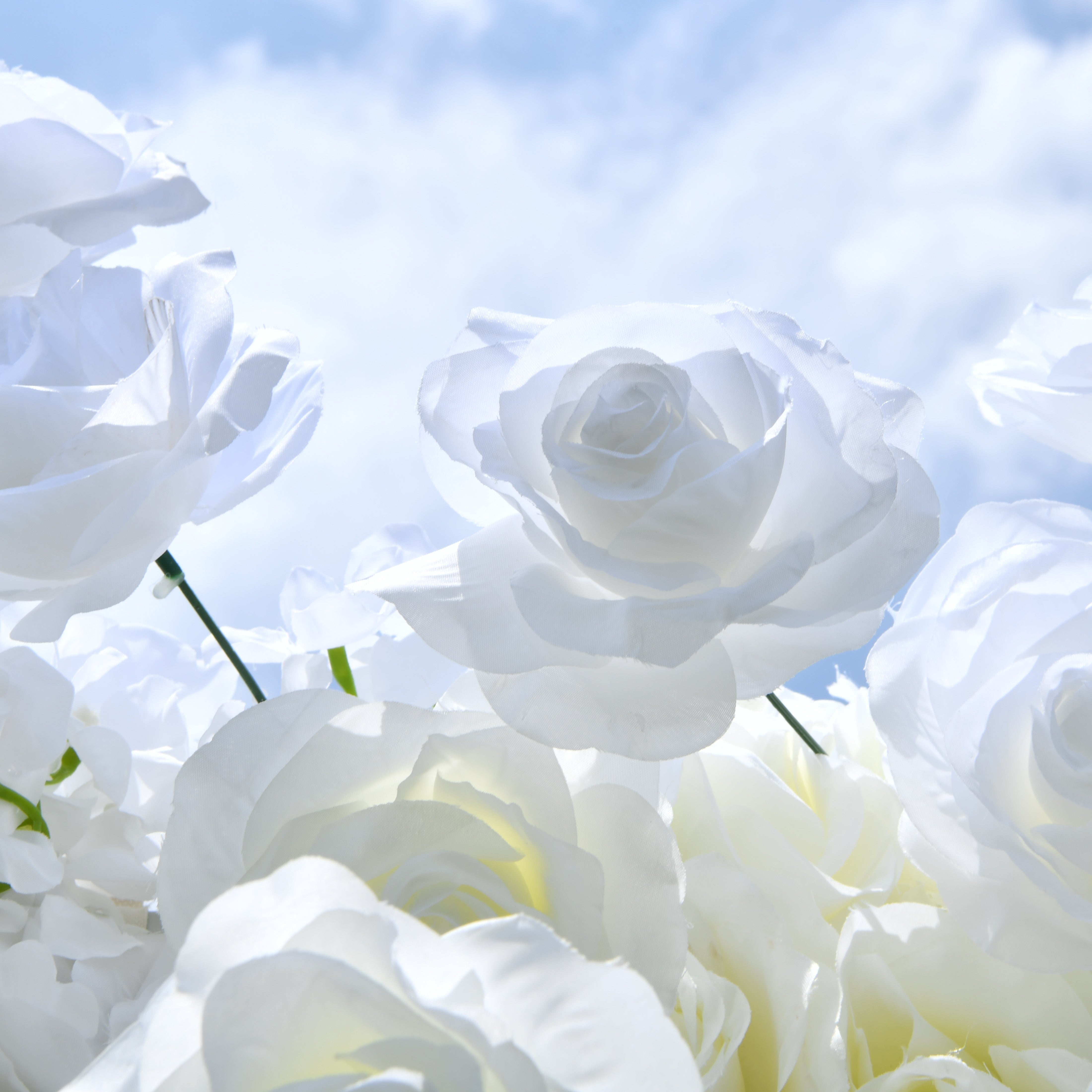 Pure White Fabric Roses Wedding Backdrop Roll Up Flower Wall ACFW-0601