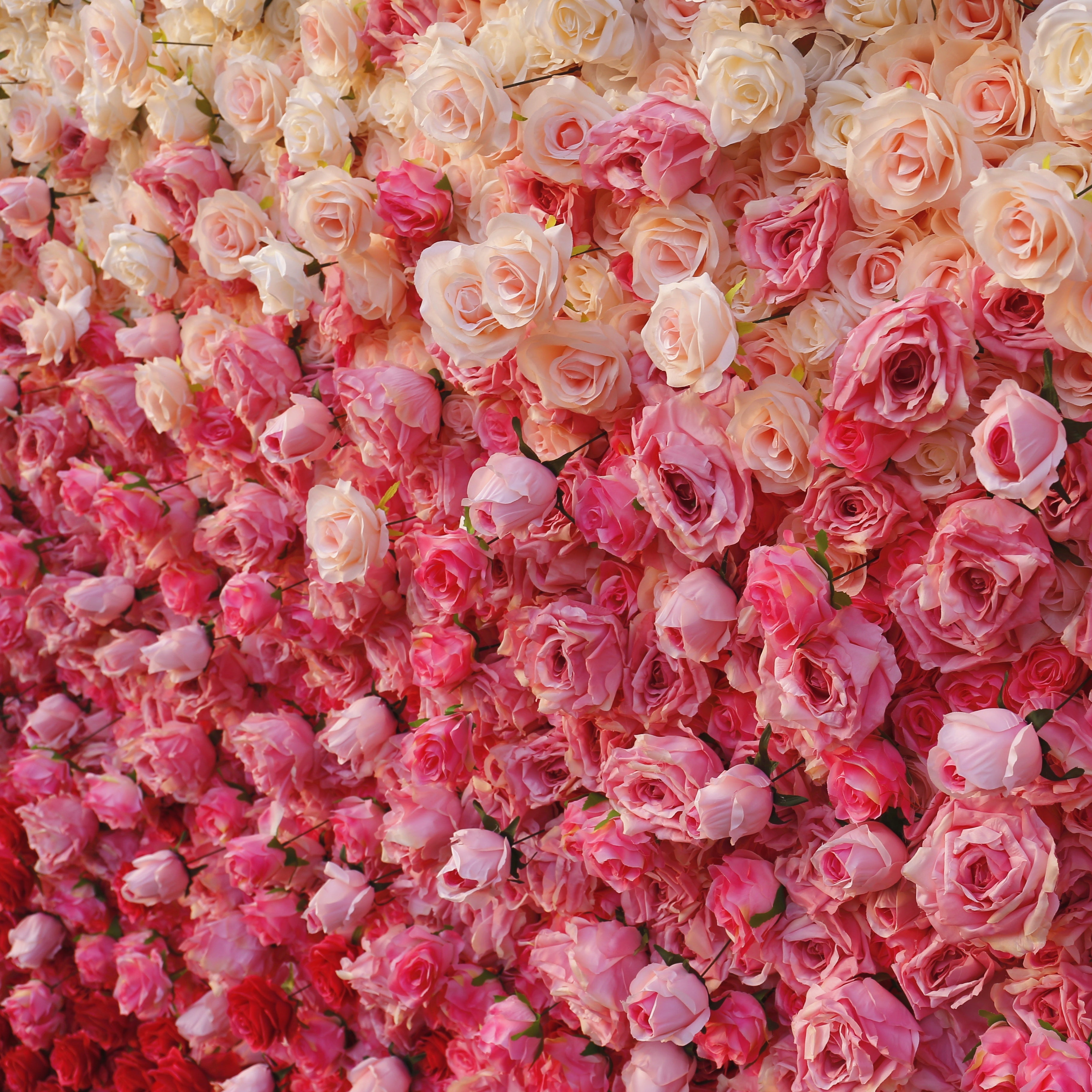 5D Ombre Pink White Fabric Rose Wedding Roll Up Flower Wall ACFW-094