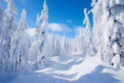 Winter Pines And White Sky Photography Backdrop