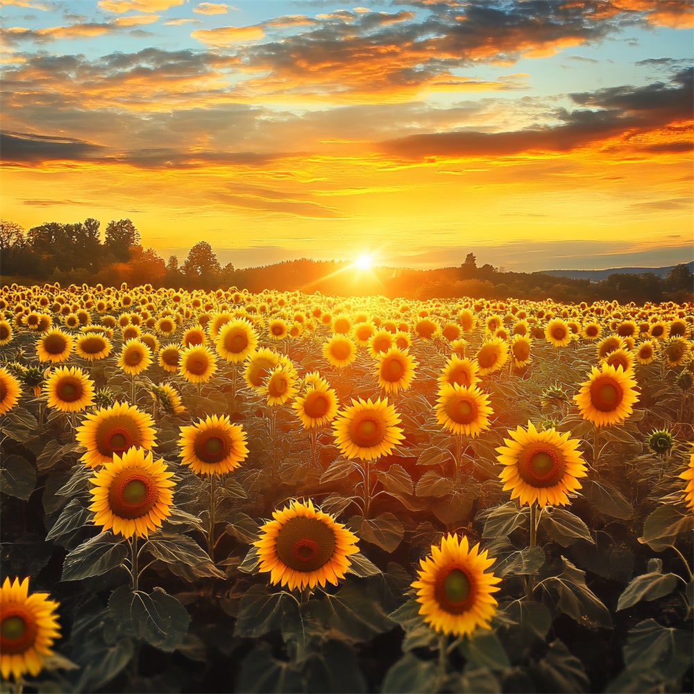Sunset Photo Backdrop Fire Sky Sunflower Fall Backdrop BRP57-172