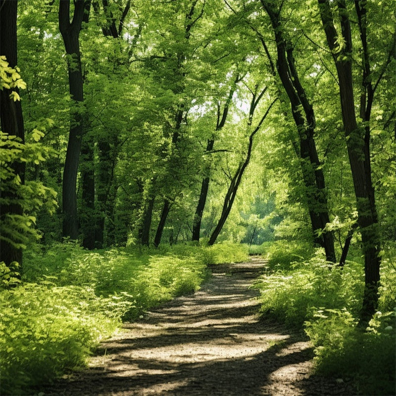 Woodland Photo Backdrop Lush Woodland Sunlit Trail Backdrop CJJ2-121