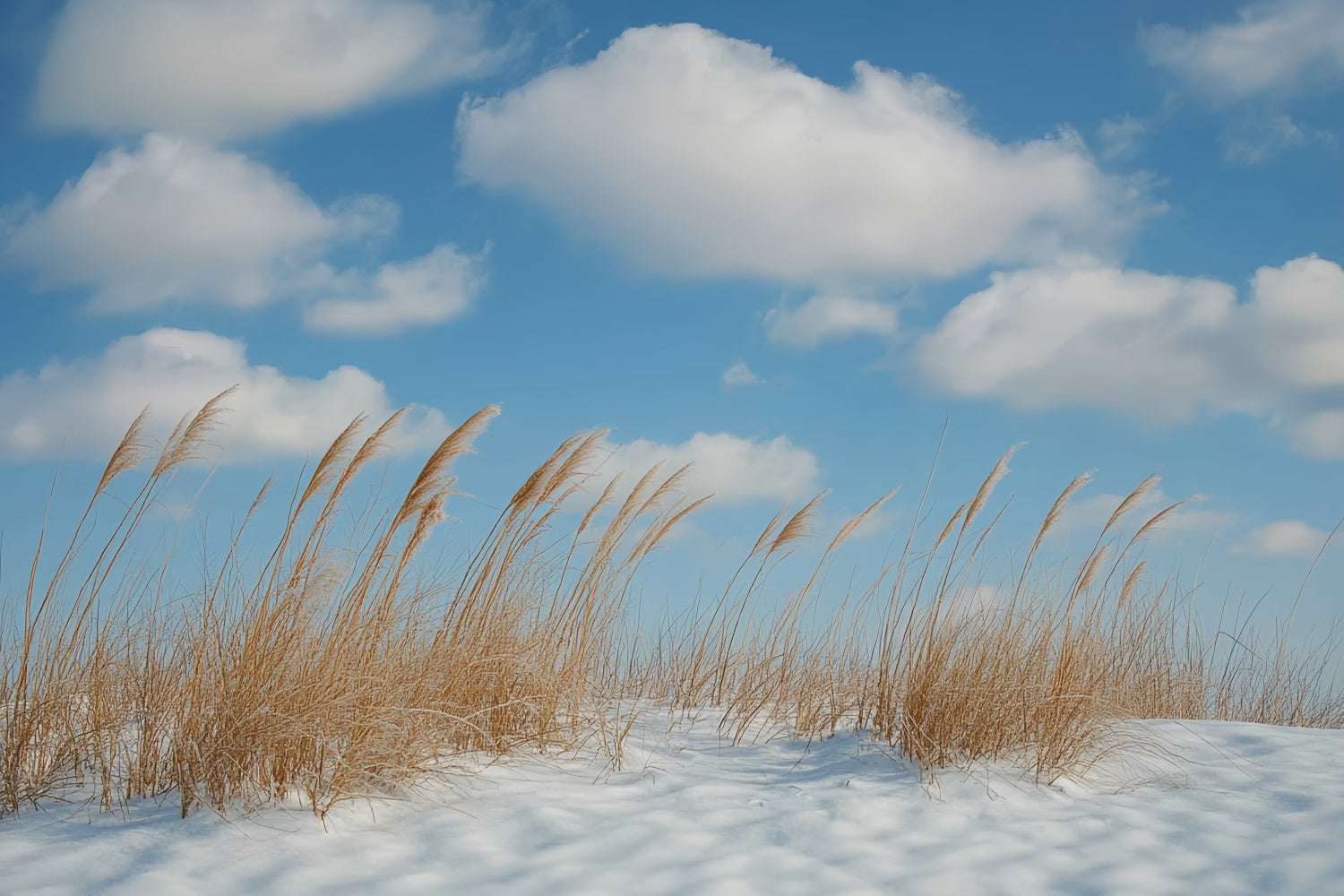 Winter Backdrops Meadow Breeze Blue Sky Backdrop CSH57-222
