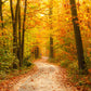 Autumn Backdrop Forest Landscape Yelllow Leaves Road for Photography F-169