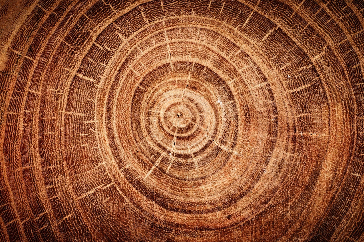 Tangible Backdrop Real Wood Backdrop Tree Growth Rings Backdrop GQ4-132
