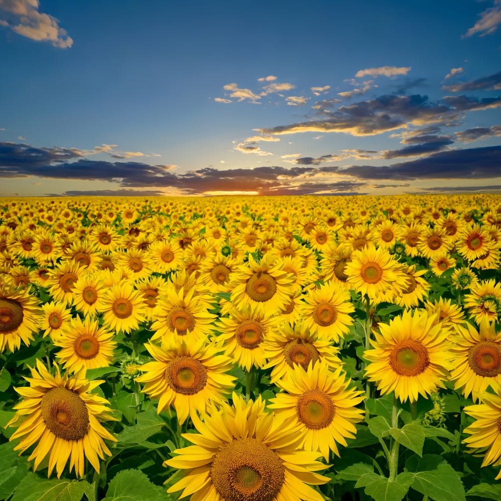 Sunflower Backdrops Golden Sunflower Sunset Field Summer Backdrop GTY3-381