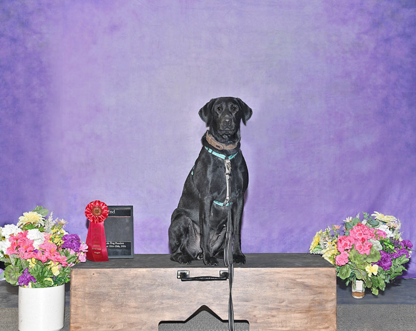 Purple Abstract Fine Art Studio Backdrop HF-0020