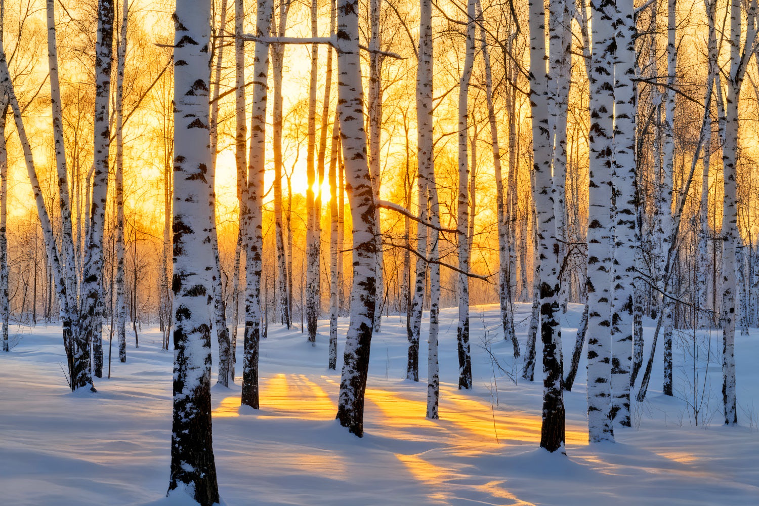 Winter Forest Backdrop Golden Sunrise Birch Wonderland Winter Backdrop LXX510-87