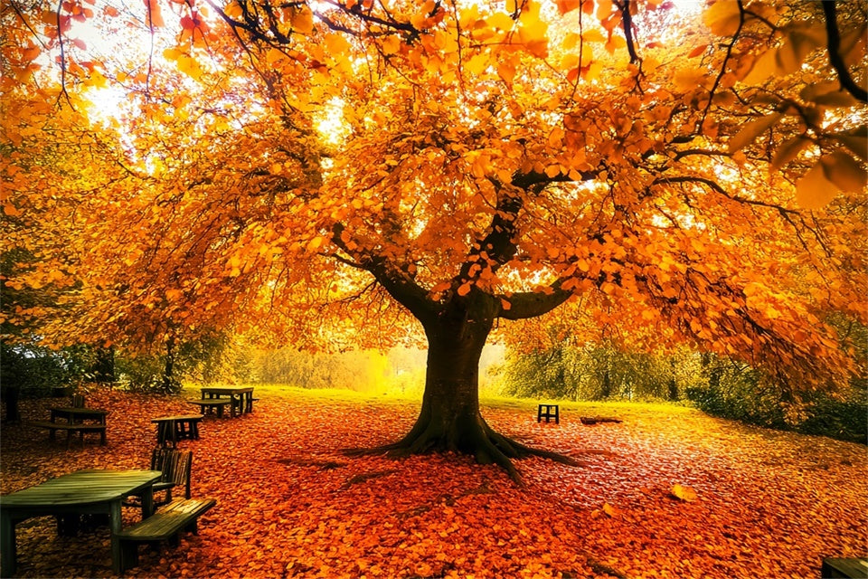 Autumn Leaves Backdrop Fall Canopy Backdrop Backdrop LXX57-177