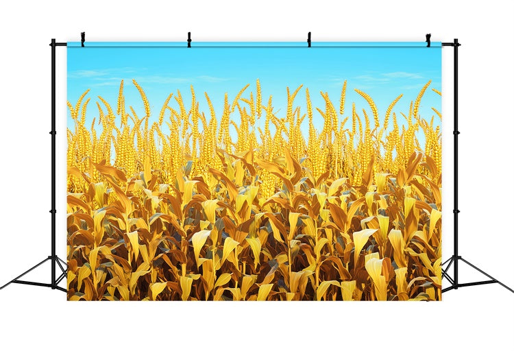 Fall Thanksgiving Backdrop Golden Grain Sky Scene Backdrop LXX57-330