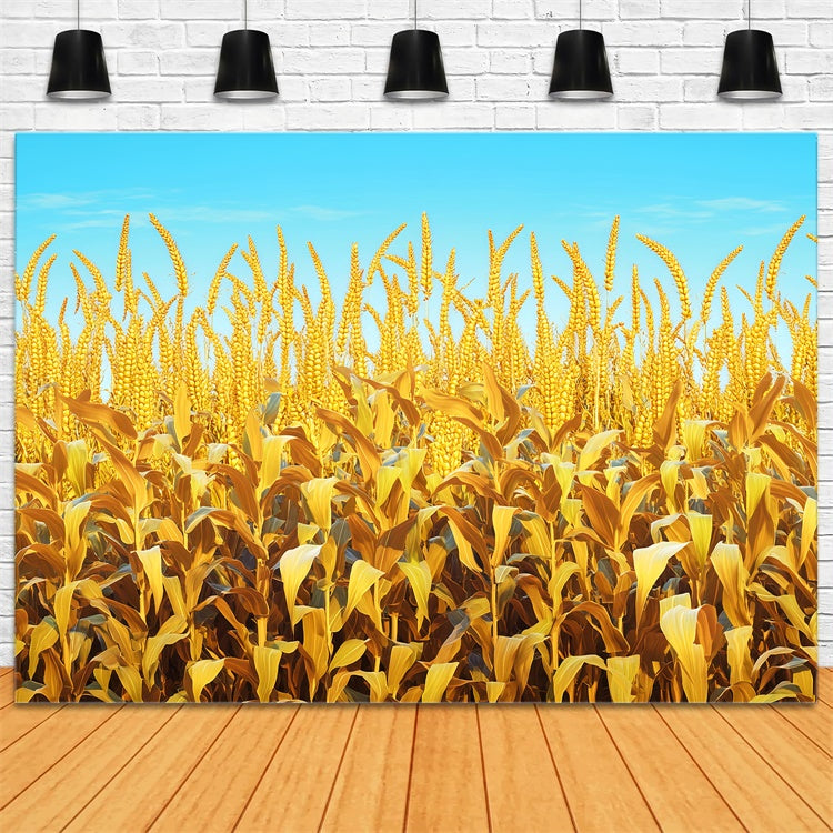 Fall Thanksgiving Backdrop Golden Grain Sky Scene Backdrop LXX57-330