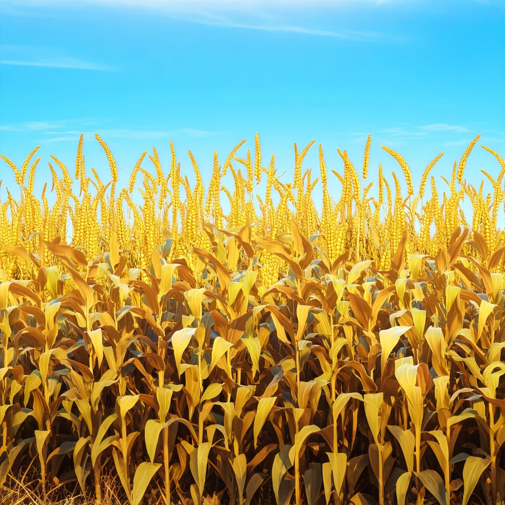 Fall Thanksgiving Backdrop Golden Grain Sky Scene Backdrop LXX57-330