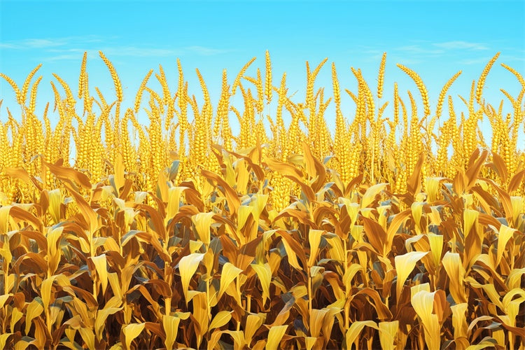 Fall Thanksgiving Backdrop Golden Grain Sky Scene Backdrop LXX57-330