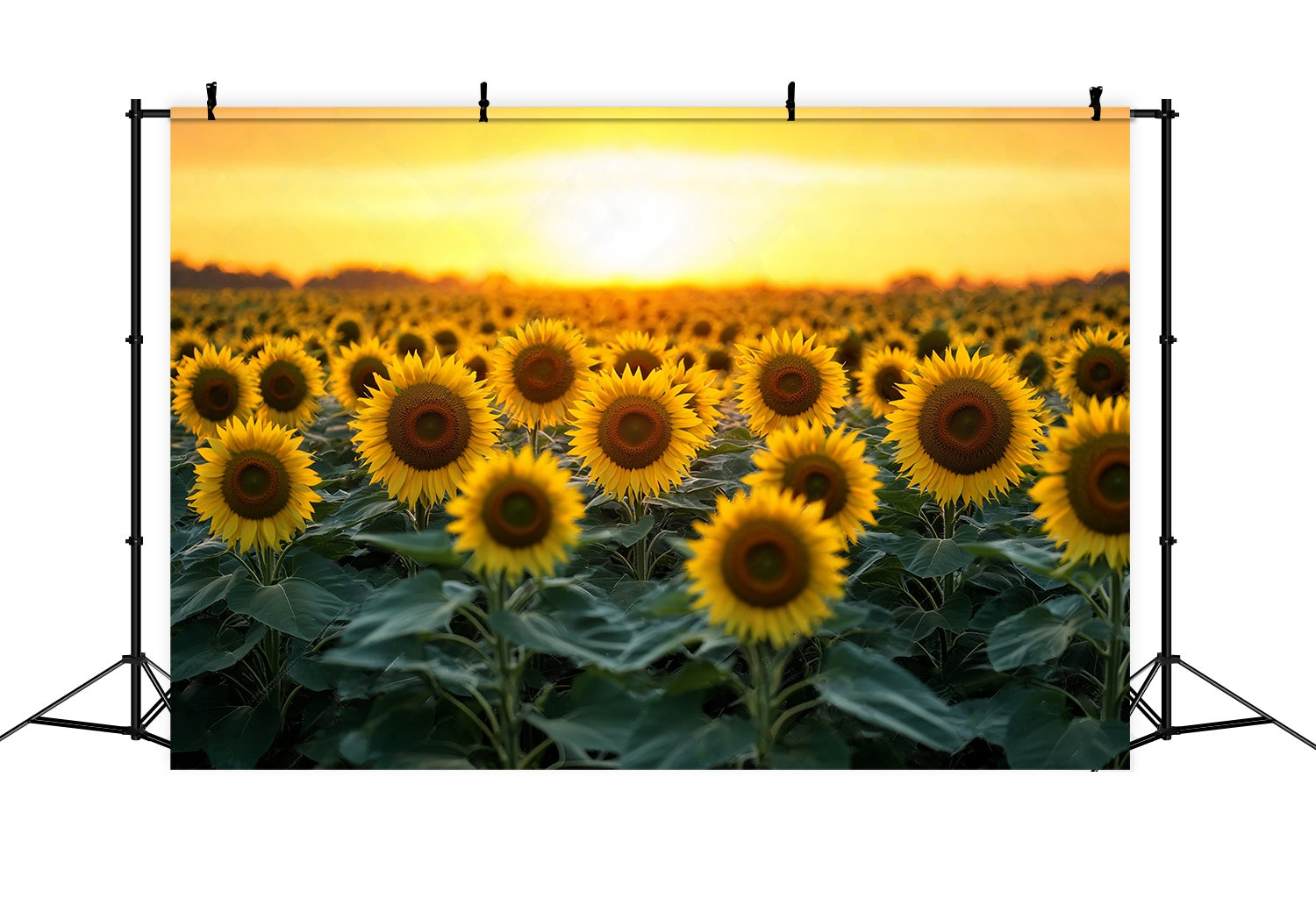 Fall Photo Backdrops Golden Sunflower Bloom Field Sunflower Backdrop LXX58-162