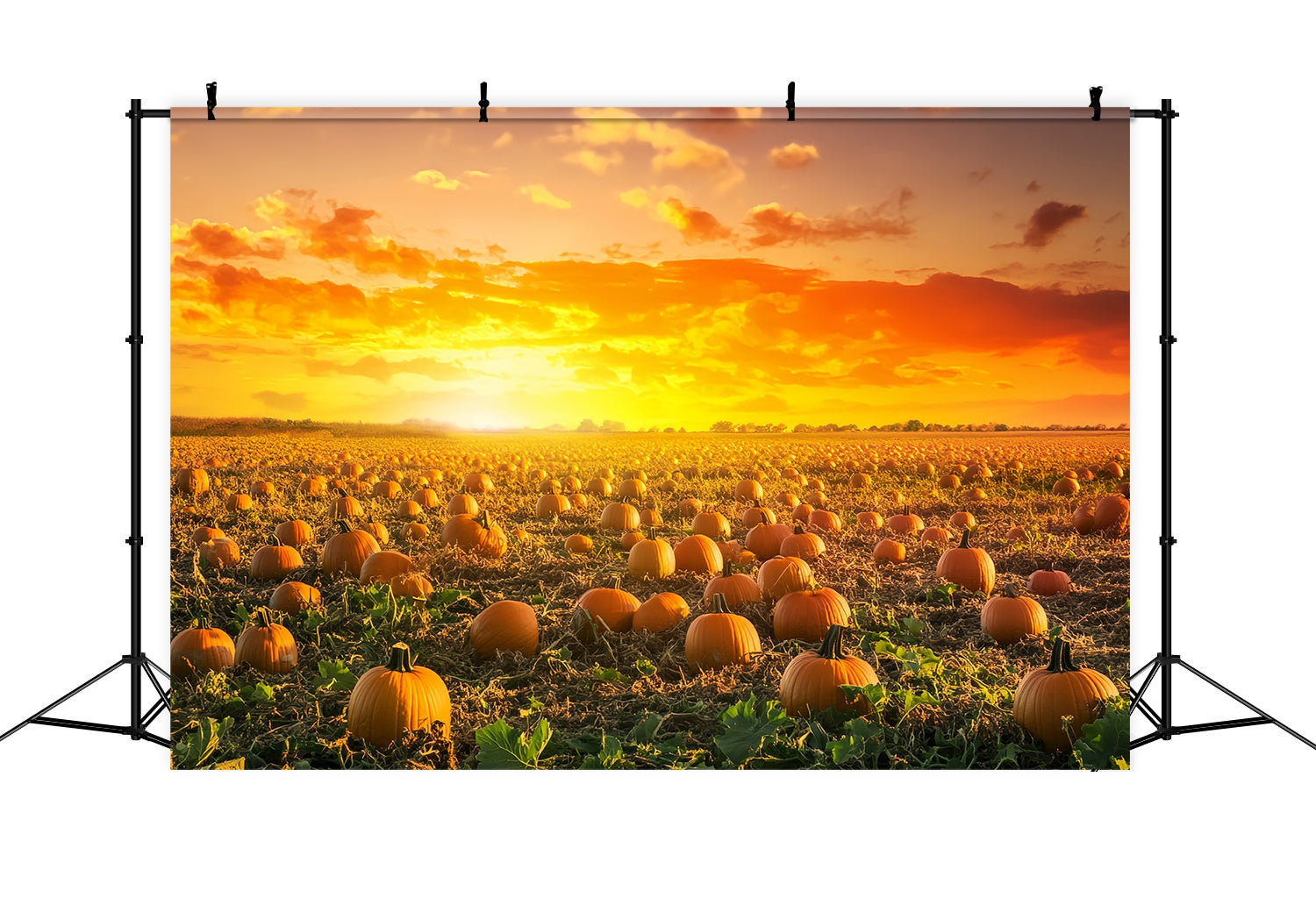 Autumn Fall Backdrop Pumpkin Field Golden Sunset Pumpkin Backdrop LXX58-166