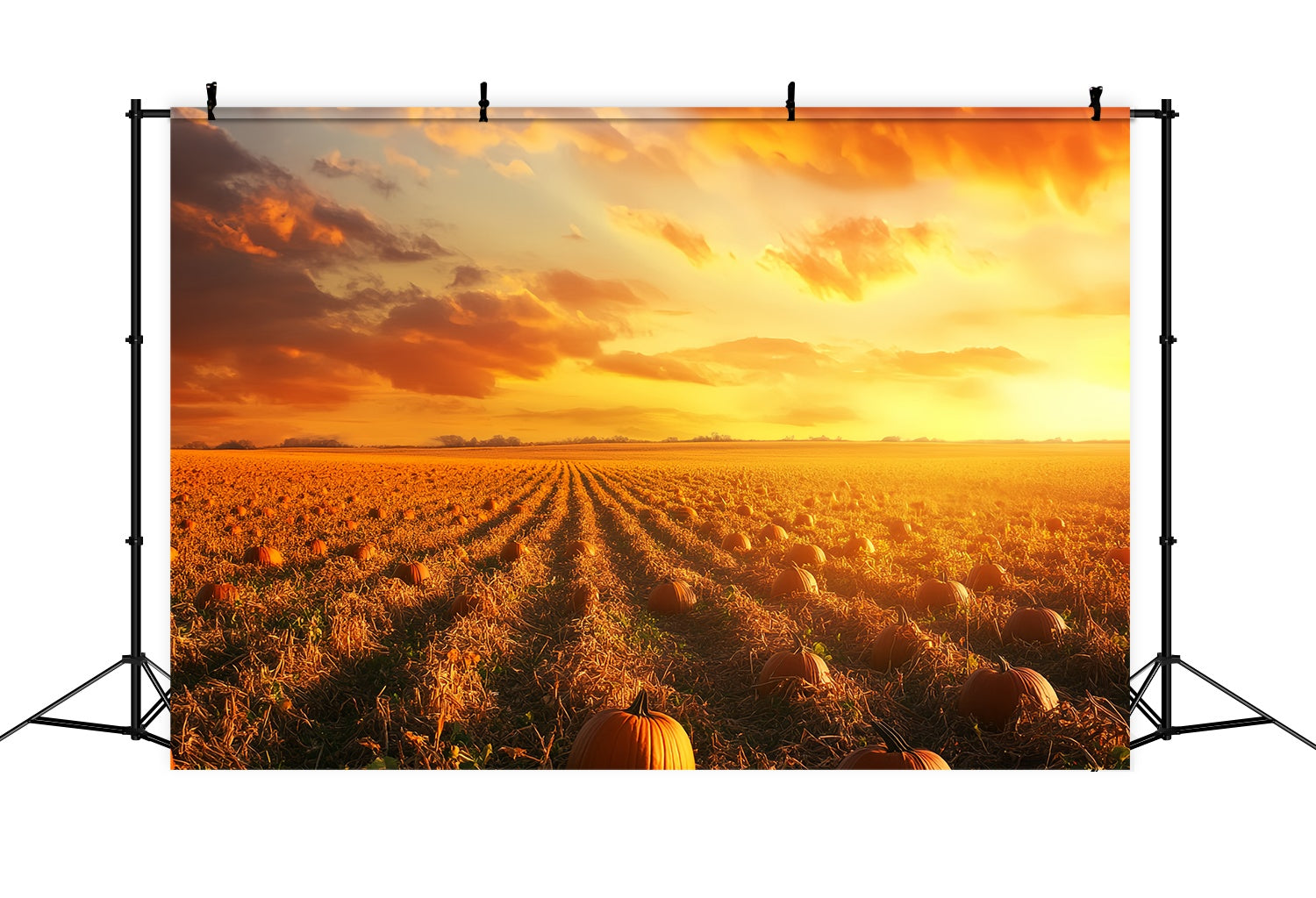 Fall Backdrop Pumpkin Rows Glowing Horizon Pumpkin Backdrop LXX58-167