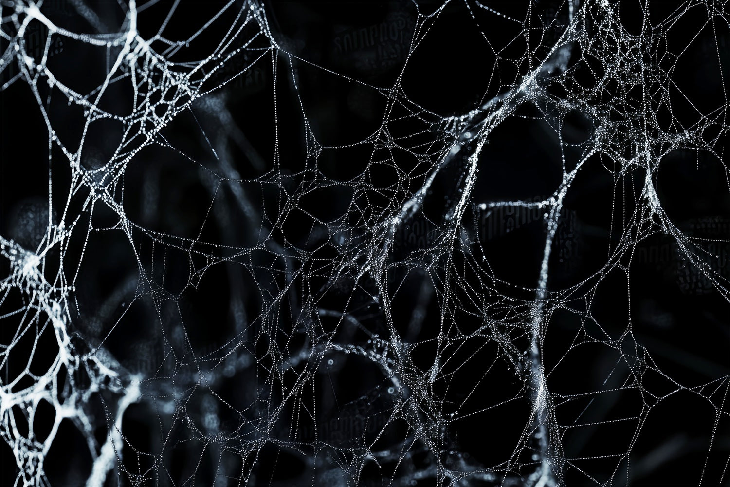 Halloween Backdrop Midnight Spider Web Net Backdrop LXX58-9