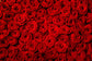 Flower Red Roses Backdrop for Photography