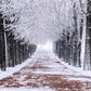 Winter Snowy Trees Walking Path Backdrop M10-08