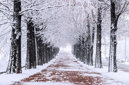 Winter Snowy Trees Walking Path Backdrop 