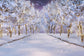 Winter Snow Forest Wonderland Scenery Backdrop