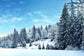 Winter Pine Tree Forest Snow Landscape Backdrop