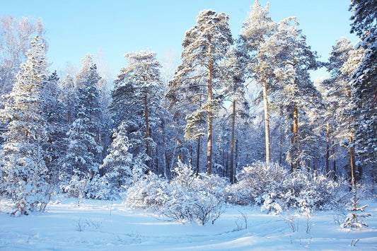 Winter Pine Forest Snow Wonderland Backdrop