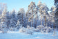 Winter Pine Forest Snow Wonderland Backdrop