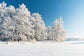 Snow Covered Winter Forest Photography Backdrop