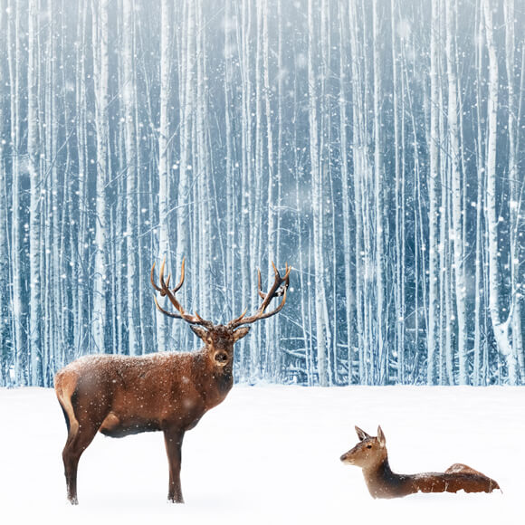 Snowy Winter Forest Deer Photography Backdrop M11-11