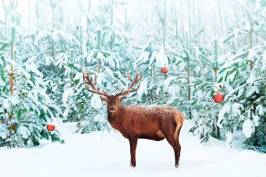 Noble Red Deer Winter Snow Forest Backdrop
