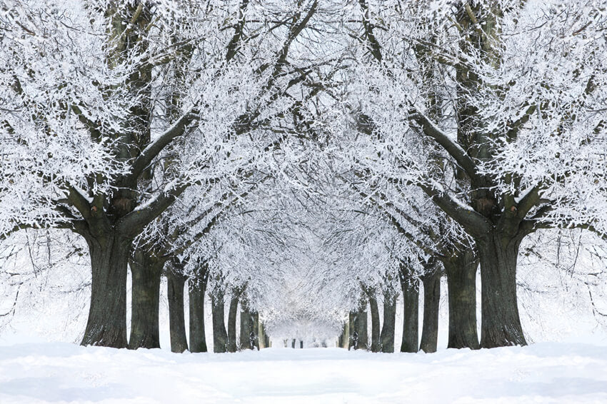 Winter Snowy Road Frozen Trees Backdrop