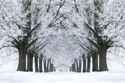 Winter Snowy Road Frozen Trees Backdrop